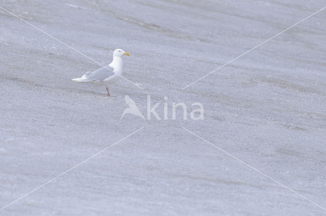 Glaucous Gull (Larus hyperboreus)