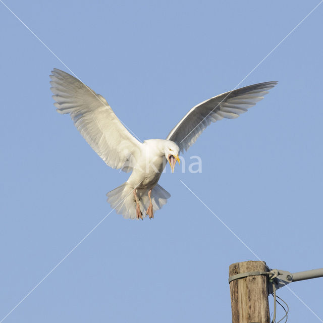 Glaucous Gull (Larus hyperboreus)