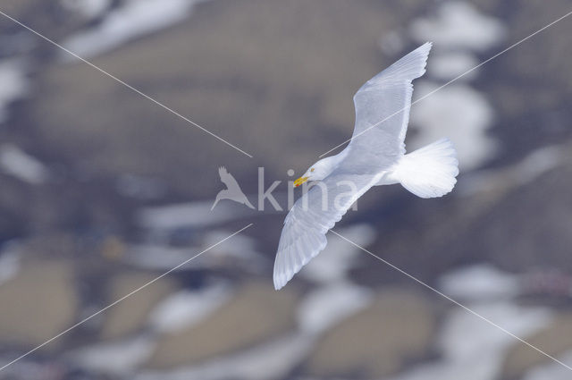 Glaucous Gull (Larus hyperboreus)