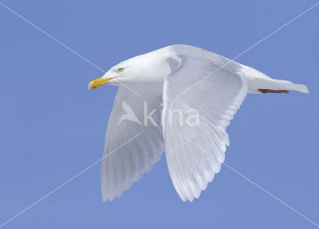 Glaucous Gull (Larus hyperboreus)