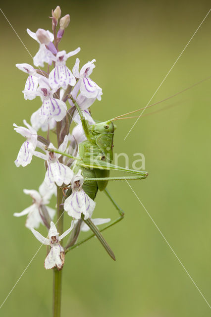 Great Green Bush-cricket (Tettigonia viridissima)