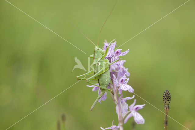 Grote groene sabelsprinkhaan (Tettigonia viridissima)