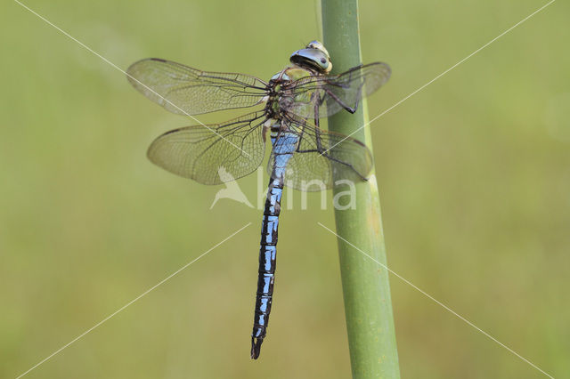 Emperor Dragonfly (Anax imperator)