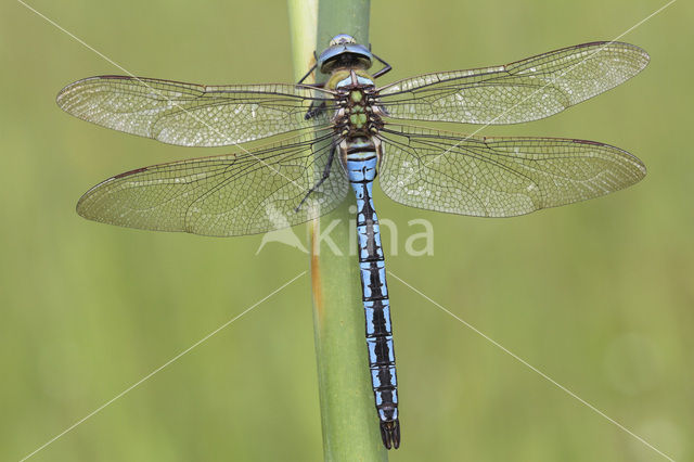 Emperor Dragonfly (Anax imperator)