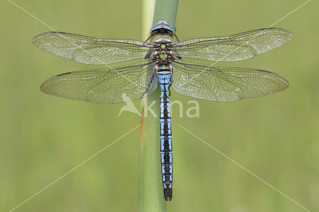 Emperor Dragonfly (Anax imperator)
