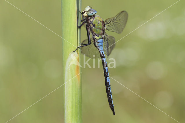 Emperor Dragonfly (Anax imperator)