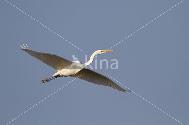 Grote zilverreiger (Casmerodius albus)