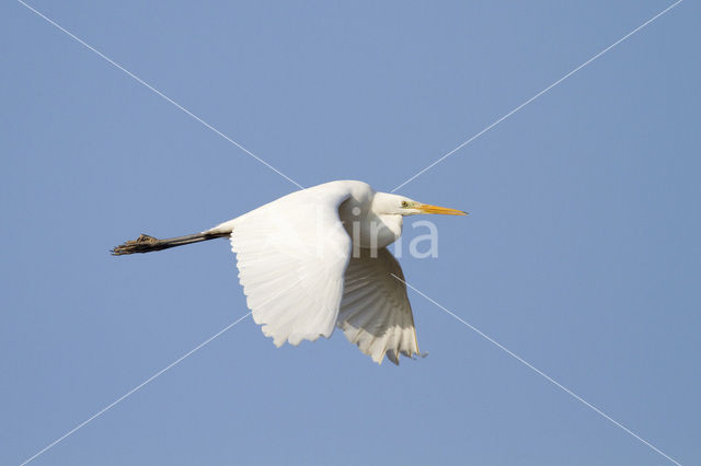 Grote zilverreiger (Casmerodius albus)