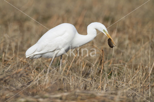 Great White Egret