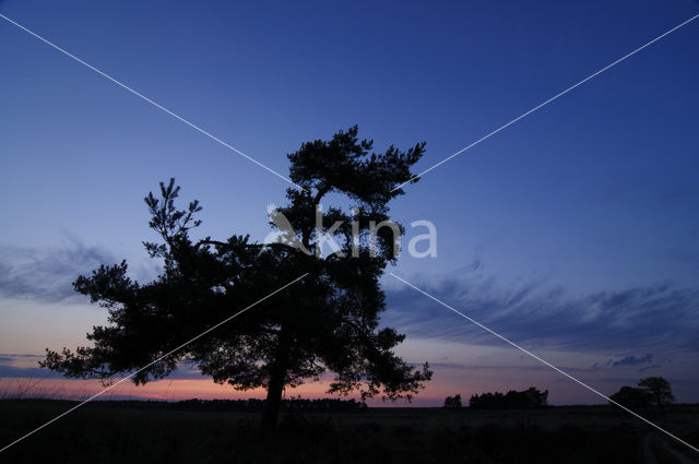 Grove den (Pinus sylvestris)