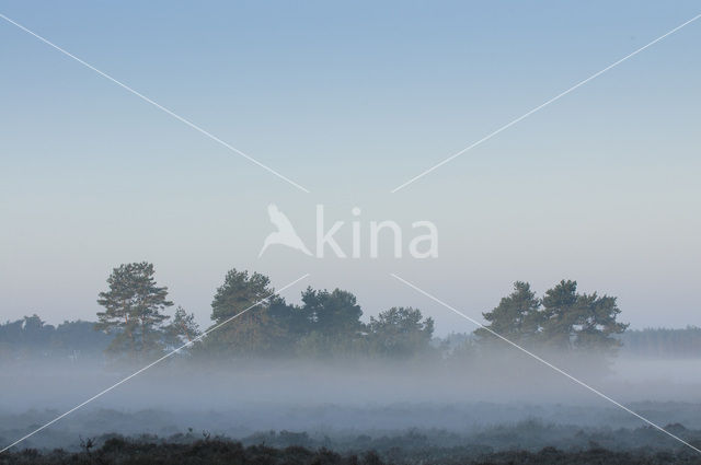 Scots Pine (Pinus sylvestris)