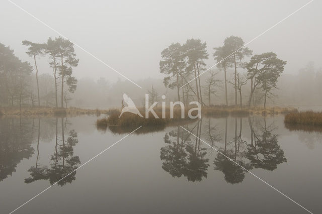 Grove den (Pinus sylvestris)