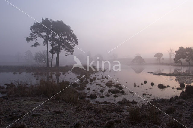 Grove den (Pinus sylvestris)