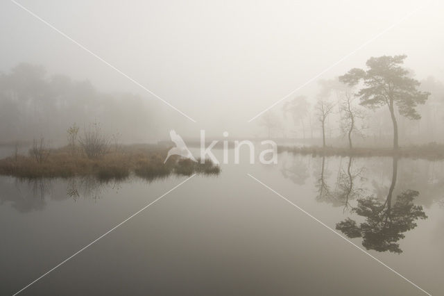 Scots Pine (Pinus sylvestris)