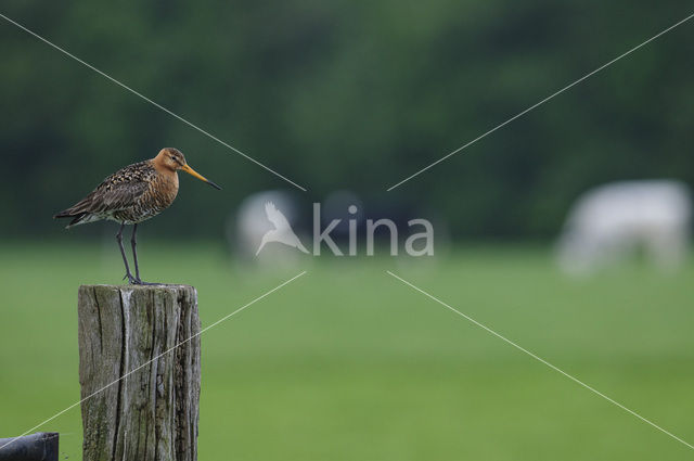 Black-tailed Godwit (Limosa limosa)