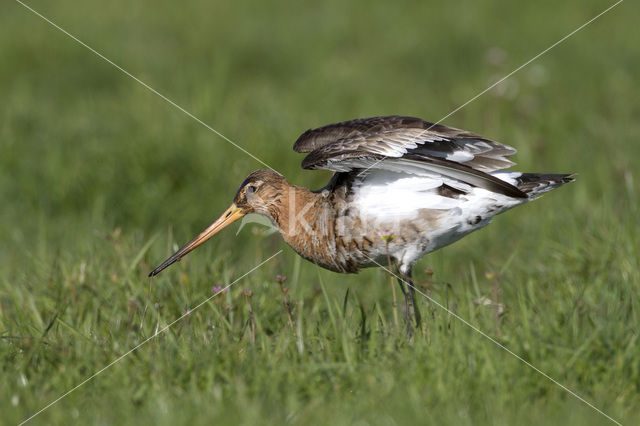 Black-tailed Godwit (Limosa limosa)