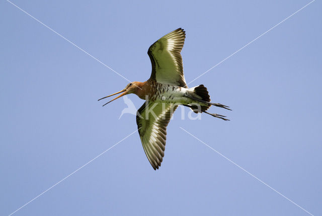 Black-tailed Godwit (Limosa limosa)