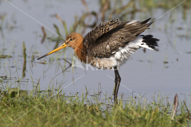 Grutto (Limosa limosa)