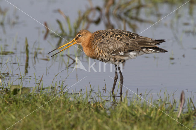 Grutto (Limosa limosa)