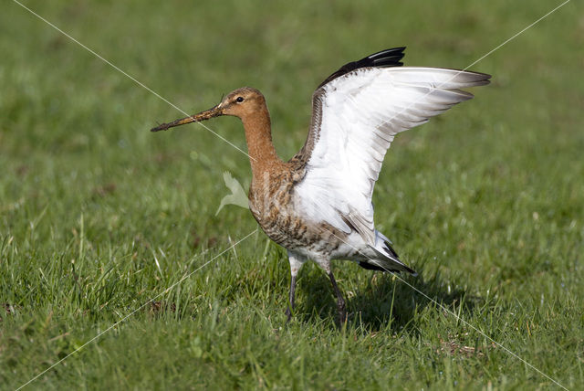 Black-tailed Godwit (Limosa limosa)