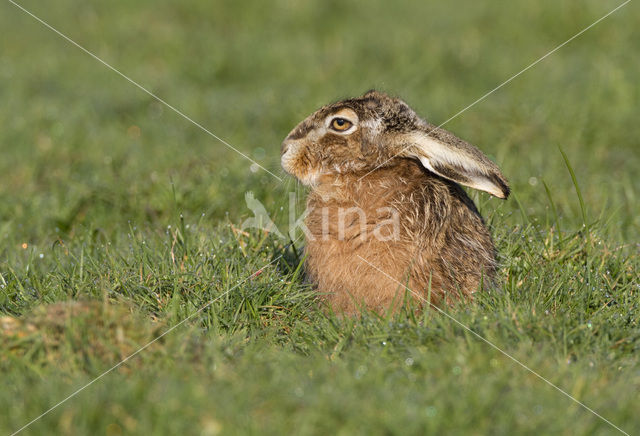 Brown Hare (Lepus europaeus)
