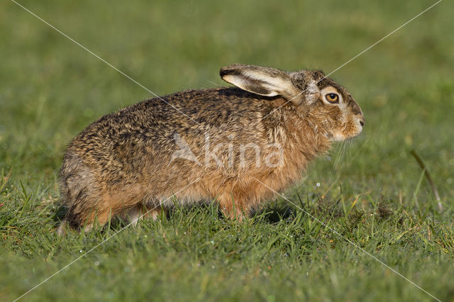 Brown Hare (Lepus europaeus)