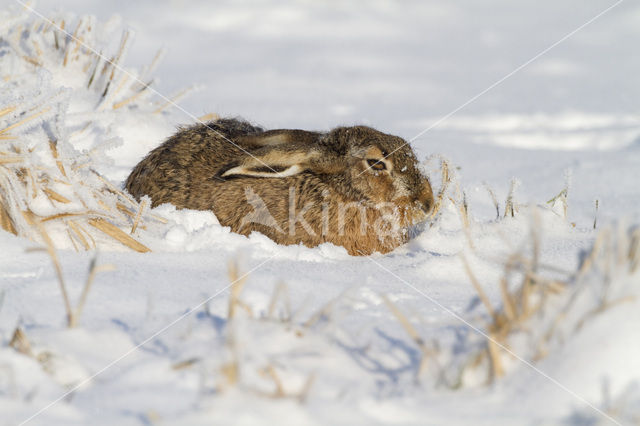 Brown Hare (Lepus europaeus)