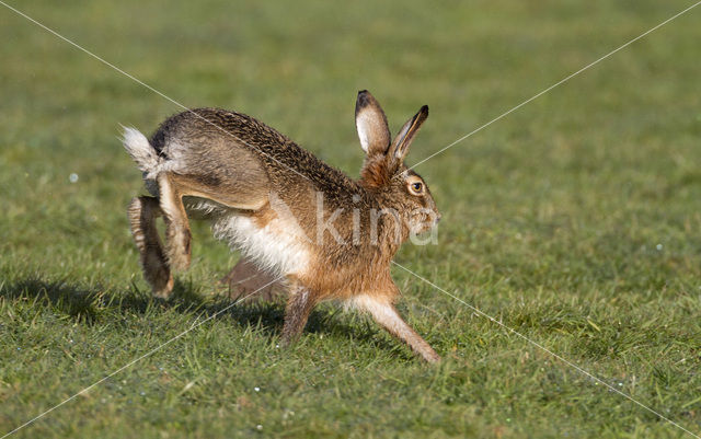 Brown Hare (Lepus europaeus)