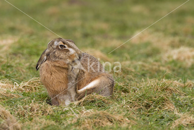 Brown Hare (Lepus europaeus)