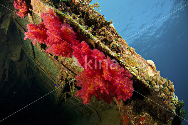 Hemprichs Soft Coral (Dendronephthya hemprichi)