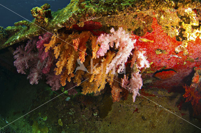 Hemprichs Soft Coral (Dendronephthya hemprichi)