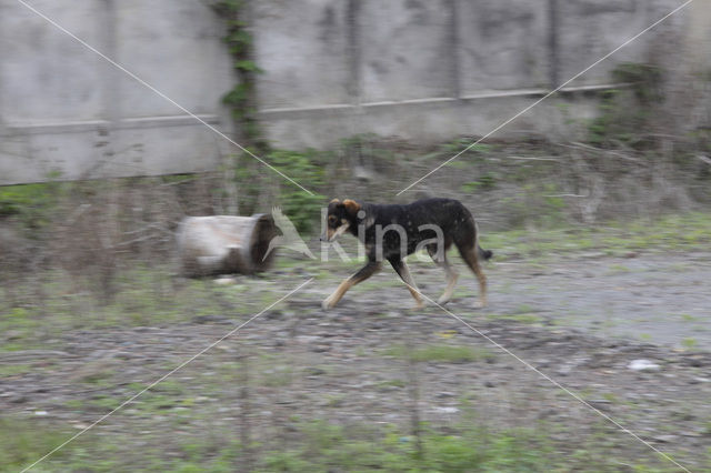 Hond (Canis domesticus)