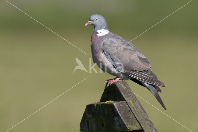 Wood Pigeon