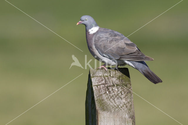 Wood Pigeon