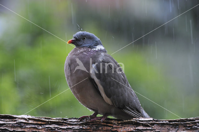 Houtduif (Columba palumbus)