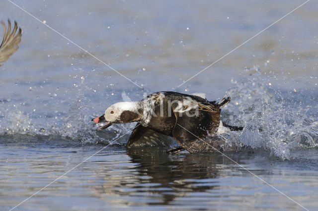 Long-tailed Duck