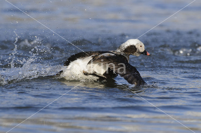 Long-tailed Duck