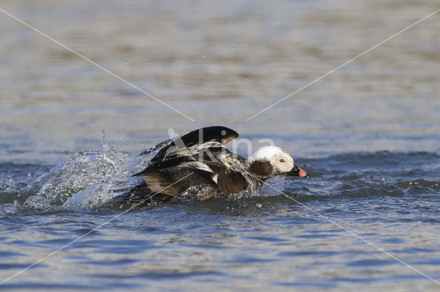 Long-tailed Duck