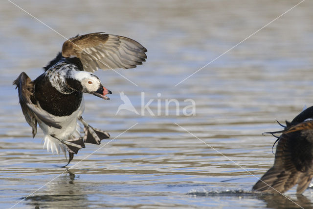 Long-tailed Duck