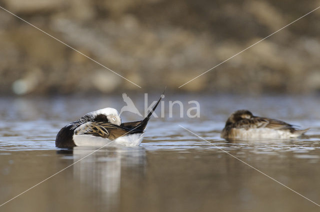 Long-tailed Duck