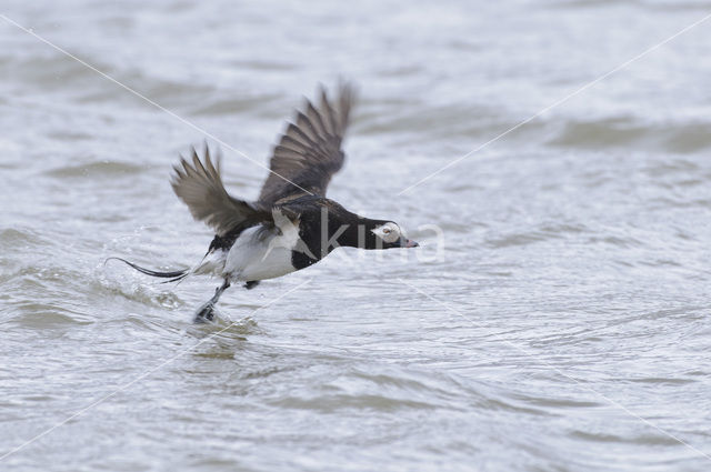 Long-tailed Duck