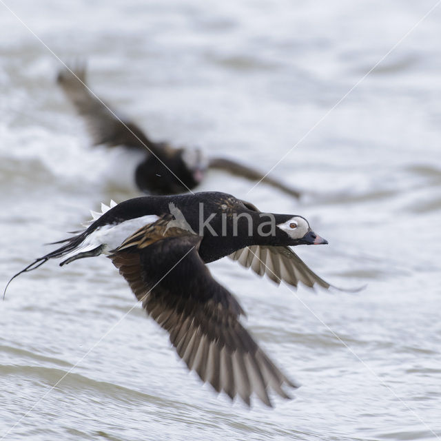 Long-tailed Duck