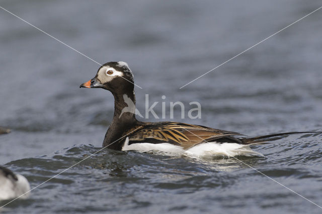 IJseend (Clangula hyemalis)