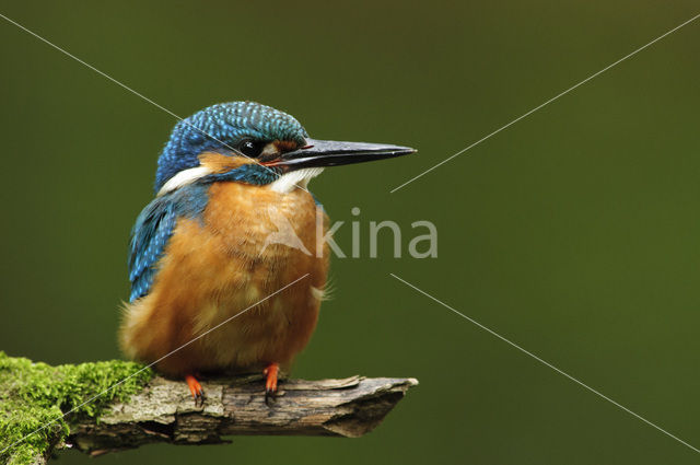 IJsvogel (Alcedo atthis)