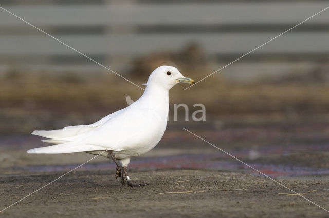 Ivory Gull (Pagophila eburnea)