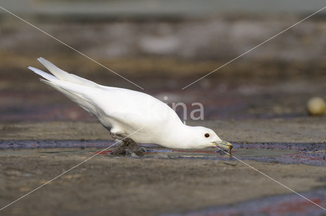Ivory Gull (Pagophila eburnea)