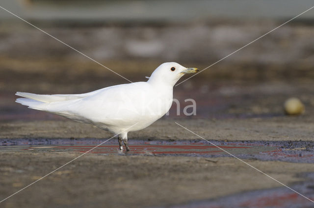 Ivory Gull (Pagophila eburnea)