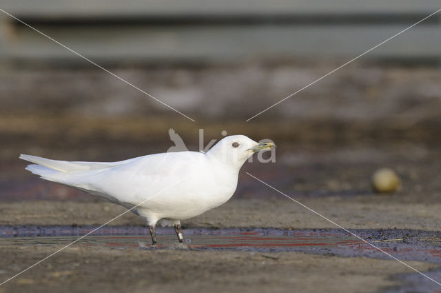 Ivory Gull (Pagophila eburnea)