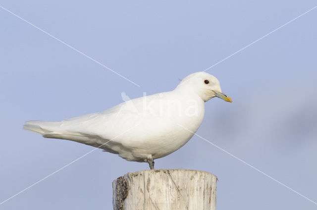 Ivory Gull (Pagophila eburnea)