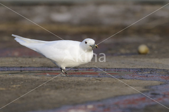 Ivoormeeuw (Pagophila eburnea)